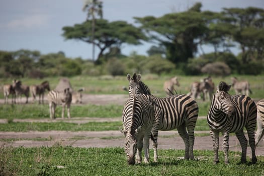 Zebra Botswana Africa savannah wild animal picture