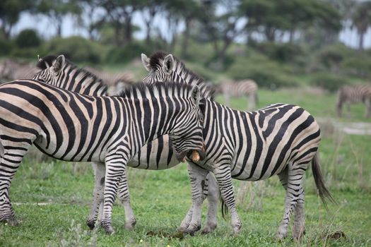 Zebra Botswana Africa savannah wild animal picture