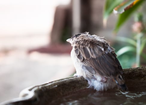 Close up of a young sparrow at fountain, stock photo