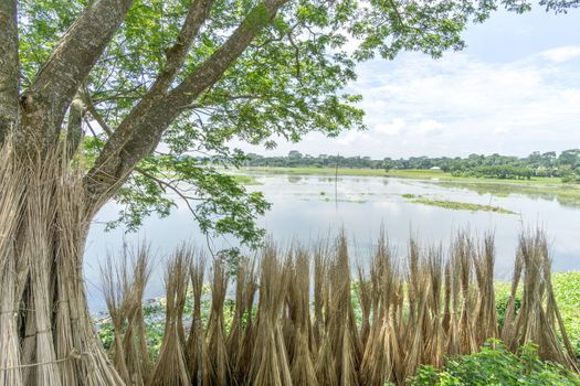 Green nature landscape in day time