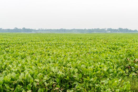 green field Field nature with white background sky