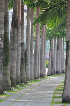 Row of palm trees with walking path