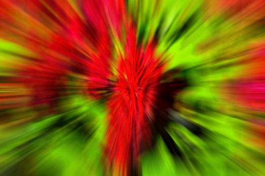 Cockscomb flowers Abstract