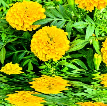Marigold flower in Thailand