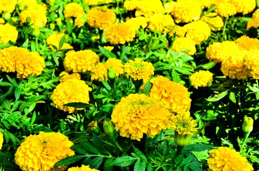 Marigold flower with soft sun in Thailand