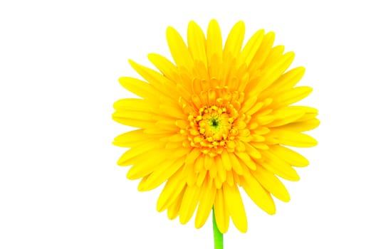 Beautiful daisy gerbera flower isolated on white background