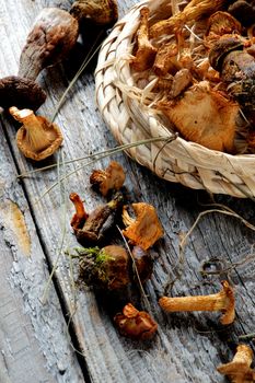 Forest Dried Mushrooms with Chanterelles, Porcini, Boletus Mushrooms and Dry Stems closeup Rustic Wooden background. Top View