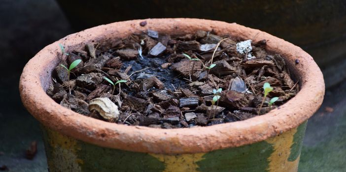 spathe in the pot. preparing land for Seedbed.