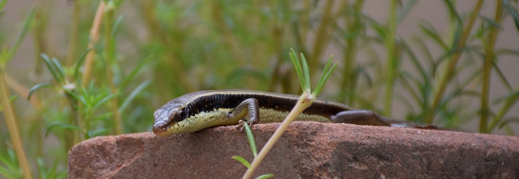 Macro of chameleon or lizard in garden. Beautiful and elegant Reptile.