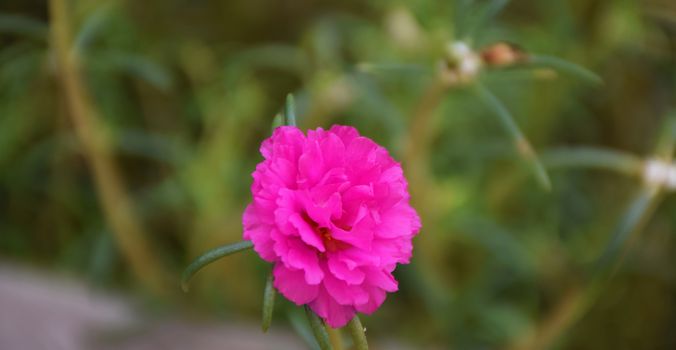 pink Middle flowers in thailand.