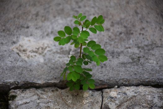 Plants/seedling taking root on Concrete floor. motivation and strength conceptual.