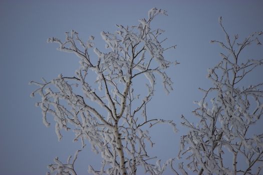 frozen tree with blue sky background, winter