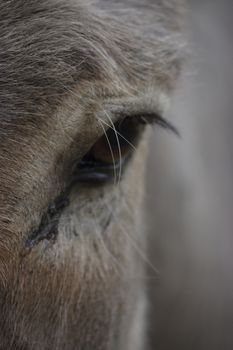 closeup view of donkey head and eye