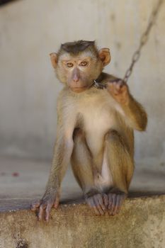 Young brown macaca monkey in Chains in Thailand