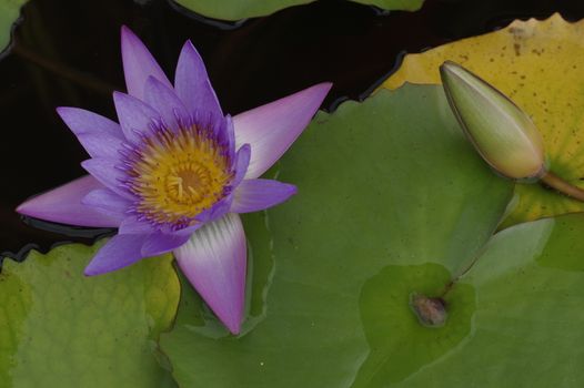 violet Lily in the pond on a bright sunny day, violet lotus flower