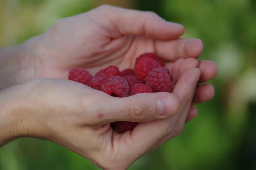 handful raspberry in a woman's hand, closeup
