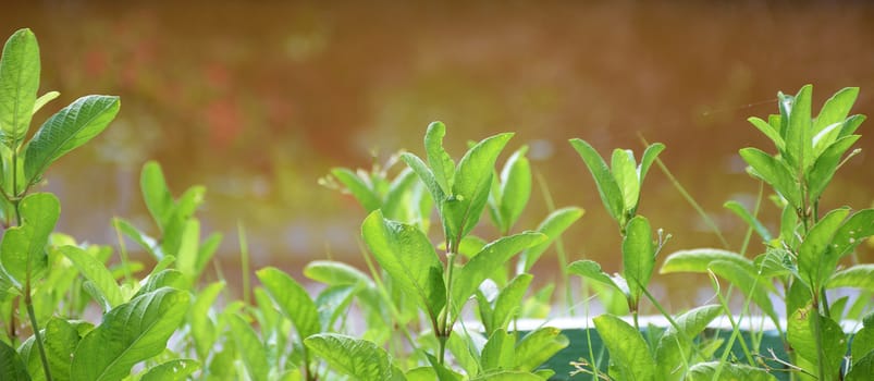 Fresh green Plant. Close up leaf. Natural background.