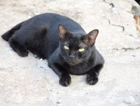 Black thai cat. Yellow eyes.