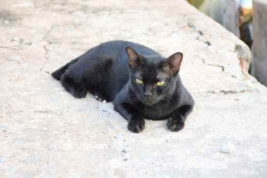 Black thai cat. Yellow eyes.