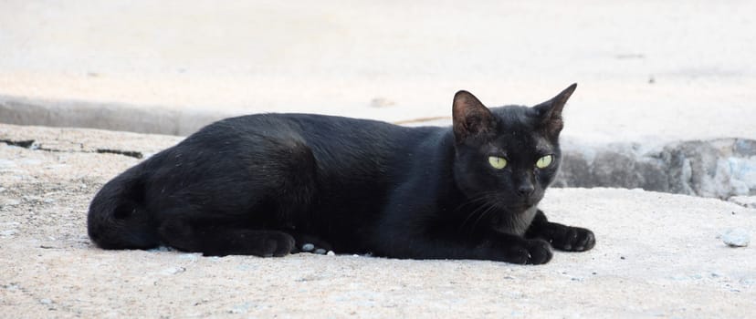 Black thai cat. Yellow eyes.