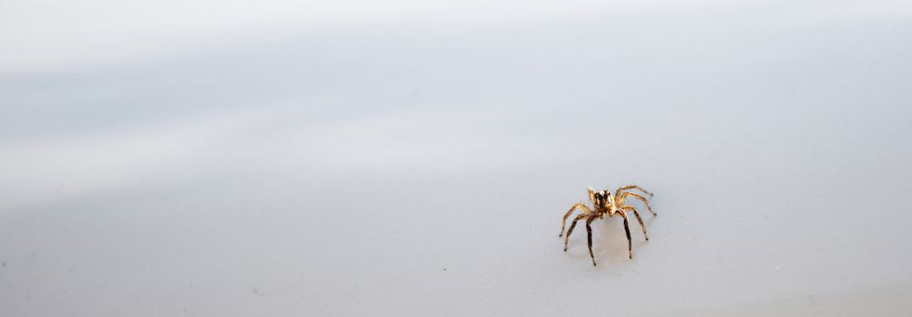 close up spider on white background. formidable animal.