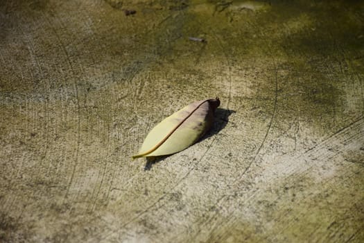 Dry leaf on concrete.