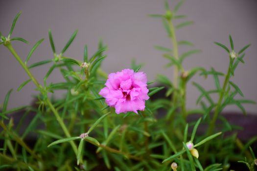 pink Rosemoss flowers in thailand.