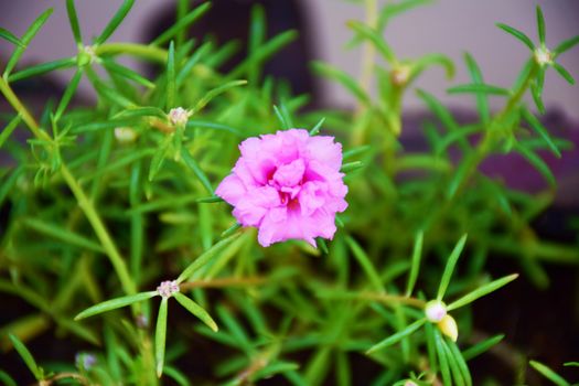 pink Rosemoss flowers in thailand.