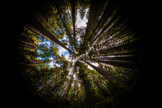 Redwood Forest Fisheye, Color Image, Northern California, USA