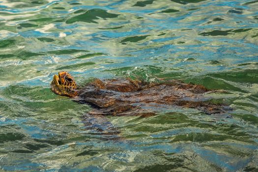 Green Sea Turtle Swimming, Color Image, Maui, USA