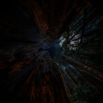 Spooky Night in the Forest, Color Image, Northern California, USA