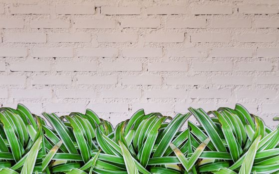 Green plant with white brick wall decorated in coffee shop