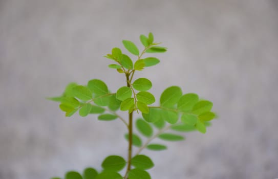 little Green leaves on floor concrete.