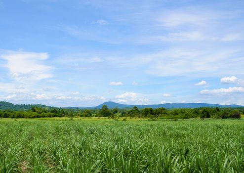 Sugarcane field with blue sky background. Travel in Thailand.