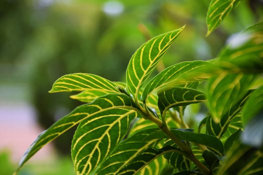 Green bush leaf background. Natural texture.