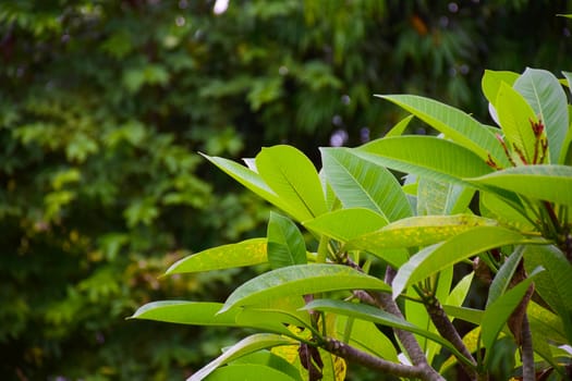 Green bush leaf background. Natural texture.