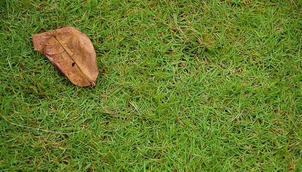 Dry leaf on a green grass top view.