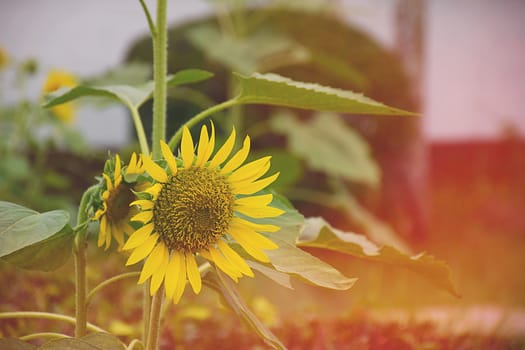 Sunflower in the morning.