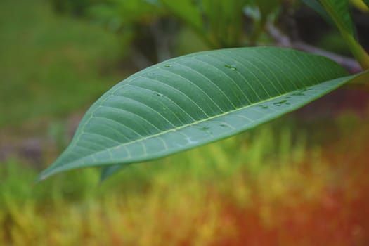 closeup/macro green nature leaf on nature background.