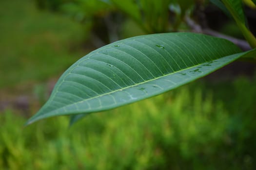 closeup/macro green nature leaf on nature background.