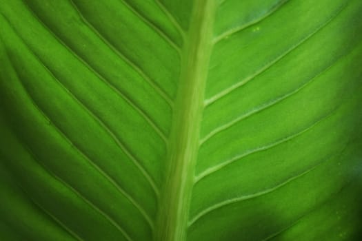 Close up green leaf texture/background.