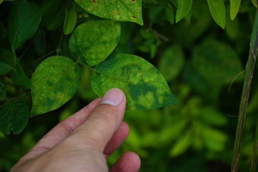 Hand touch a green leaf. take care of nature.