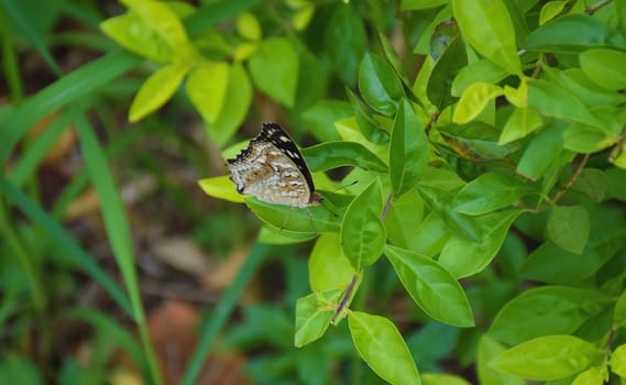 Closeup butterfly on flower.