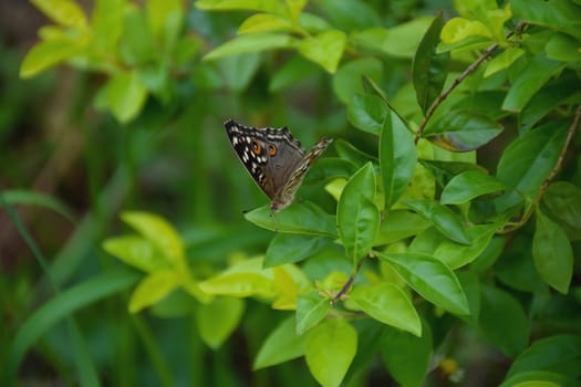 Closeup butterfly on flower.