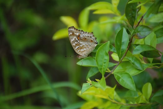 Closeup butterfly on flower.