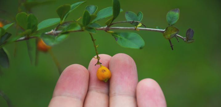 Hand touch a little fruit. take care of nature.