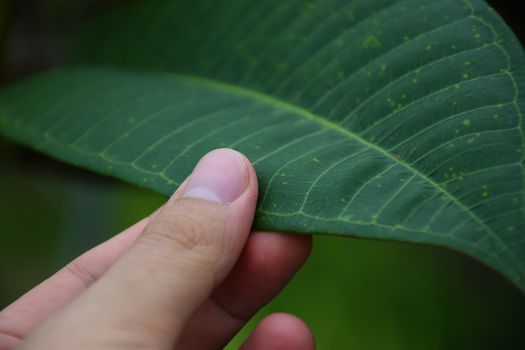 Hand touch a green leaf. take care of nature.