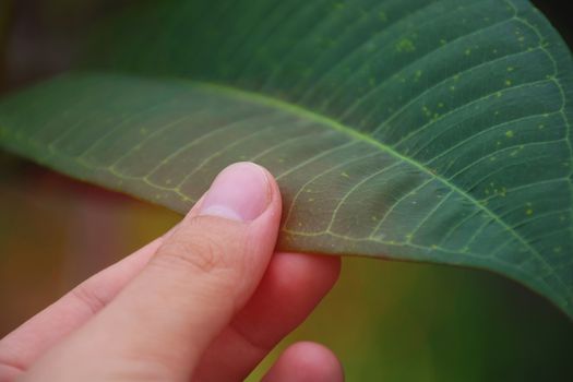 Hand touch a green leaf. take care of nature.