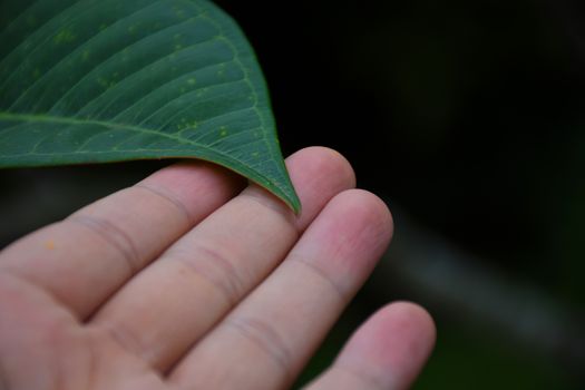 Hand touch a green leaf. take care of nature.