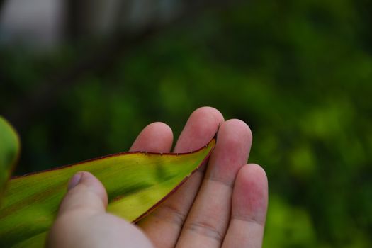 Hand touch a green leaf. take care of nature.